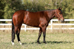"Lil Red Rising Hood" 2022 Bay Filly