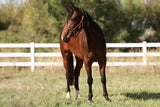 "Lil Red Rising Hood" 2022 Bay Filly