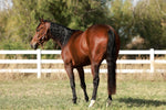 "Lil Red Rising Hood" 2022 Bay Filly