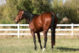 "Lil Red Rising Hood" 2022 Bay Filly