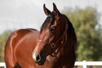 "Lil Red Rising Hood" 2022 Bay Filly