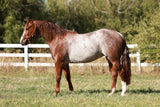 A Shot Of Rey 2022 Sorrel Filly