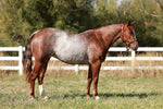 A Shot Of Rey 2022 Sorrel Filly