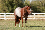 A Shot Of Rey 2022 Sorrel Filly