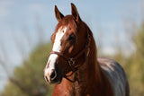 A Shot Of Rey 2022 Sorrel Filly