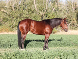 "Trumped Cat" 2021 yr old Bay Filly