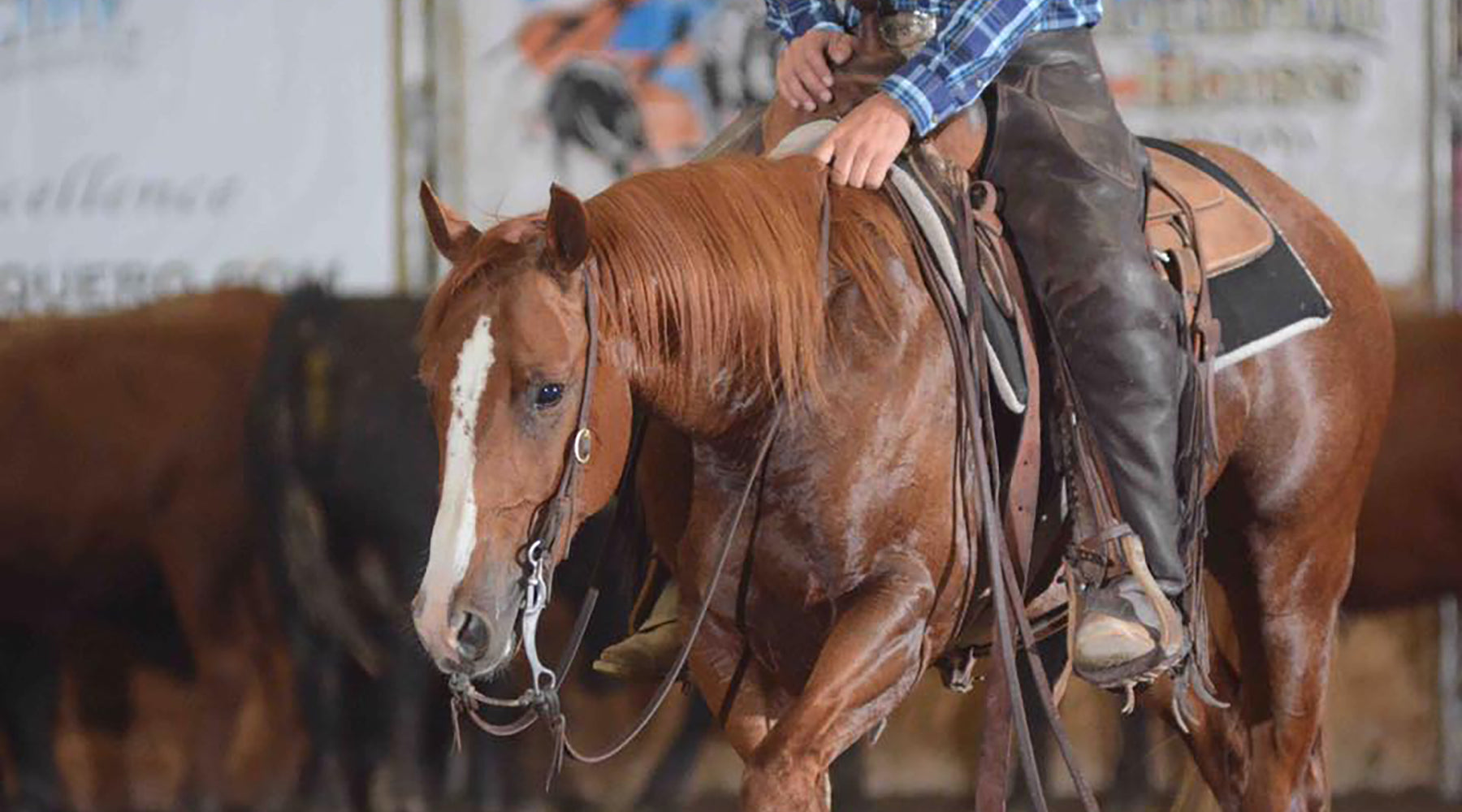 Double Down Horse Ranch