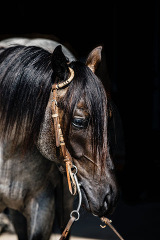 2019 Hashtags Blue Roan Gelding