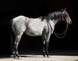 2019 Hashtags Blue Roan Gelding