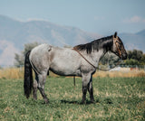 2019 Hashtags Blue Roan Gelding
