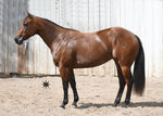 Miss Rio Vigilante 2020 Meteles Cat Filly