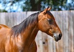 Miss Rio Vigilante 2020 Meteles Cat Filly