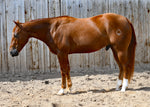 Jose Gotcha Covered 2020 CR Gotcha Covered Gelding