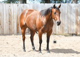 Miss Rio Vigilante 2020 Meteles Cat Filly